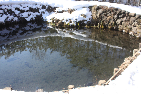 冬の忍野八海「銚子池」