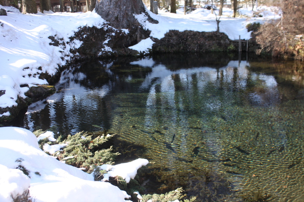雪の「忍野八海」湧水と淡水魚