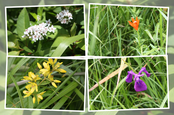 「タデ原湿原」の夏の植物たち