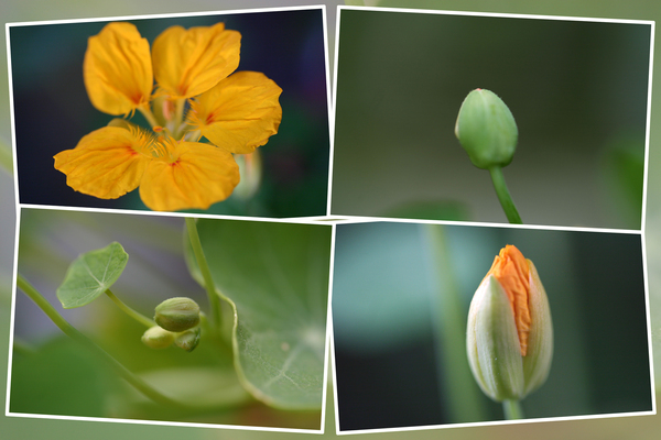 黄色のナスタチウム、蕾から花へ/癒し憩い画像データベース