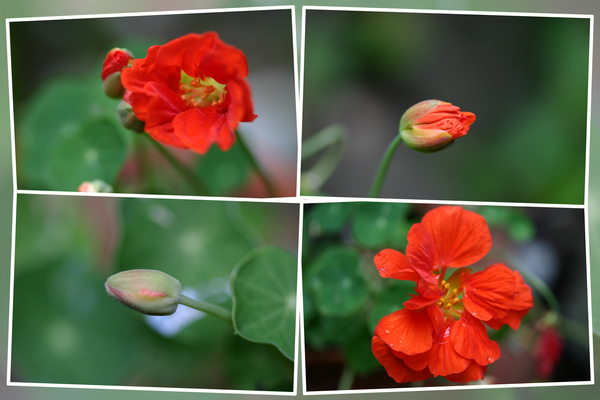 紅色のナスタチウム、蕾から花へ/癒し憩い画像データベース