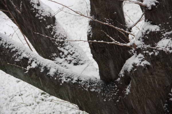 積雪した桜の幹/癒し憩い画像データベース