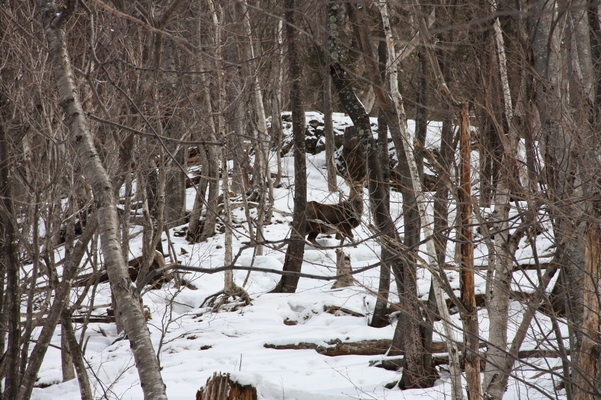 積雪の原生林と鹿