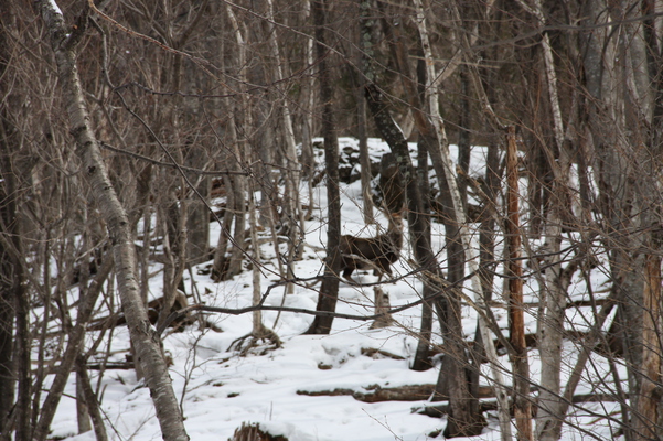 冬木立の中のエゾシカ/癒し憩い画像データベース