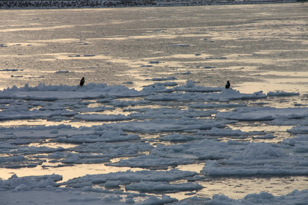 流氷上の水鳥/癒し憩い画像データベース