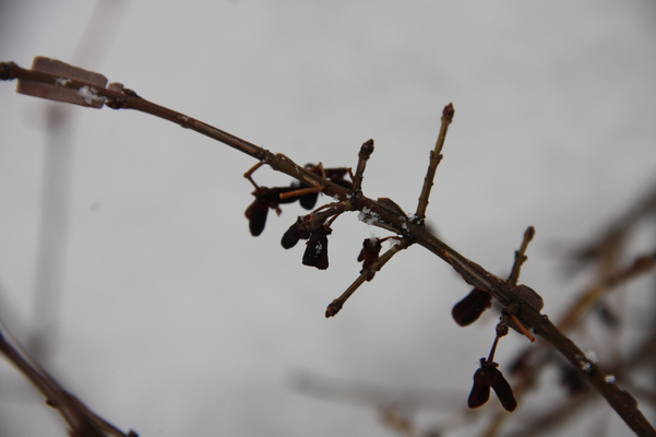 ニシキギの冬芽