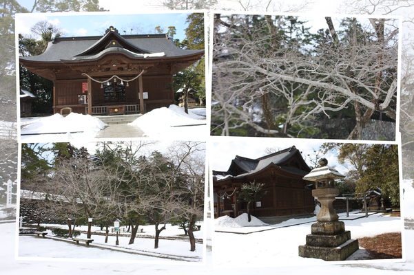冬のヒトツバタゴと松江神社