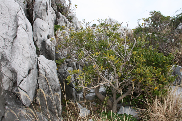 石灰岩の岩場と草木/癒し憩い画像データベース