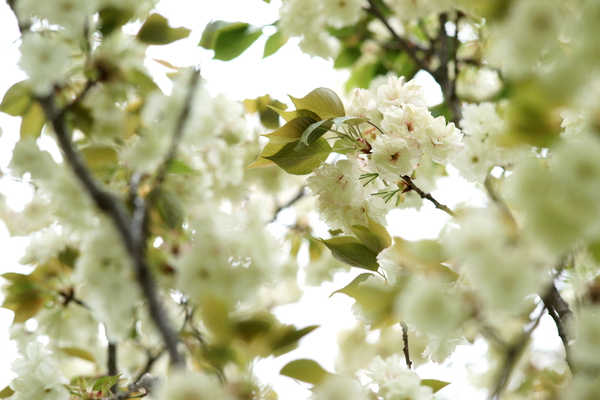 鬱金という桜/癒し憩い画像データベース