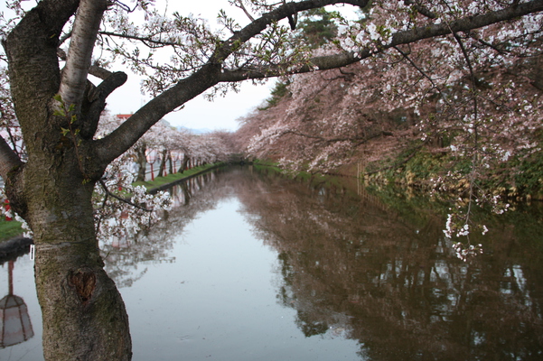 弘前城の濠と桜並木
