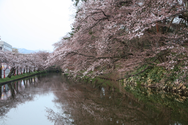弘前城の濠と桜並木