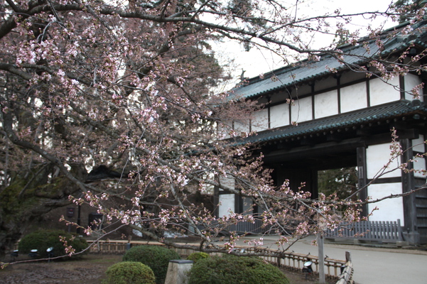 弘前城の「東内門」と桜