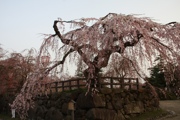 津軽・弘前城のシダレザクラ