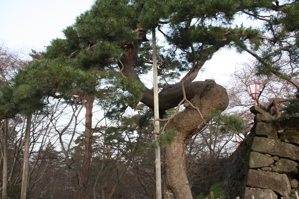 津軽・弘前城の「鶴の松」