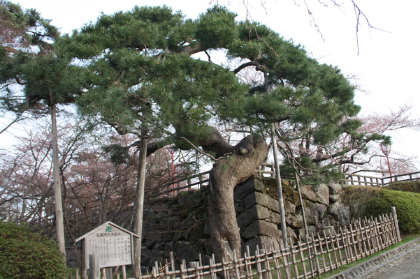 津軽・弘前城の「鶴の松」