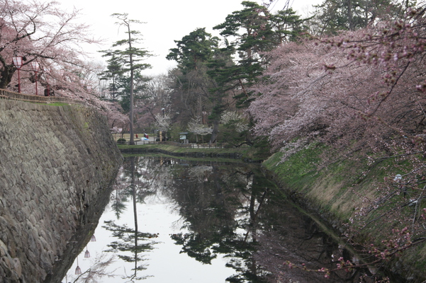 津軽・弘前城の濠と桜並木