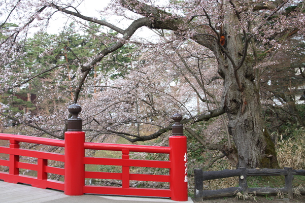 津軽・弘前城の「杉の大橋」と桜