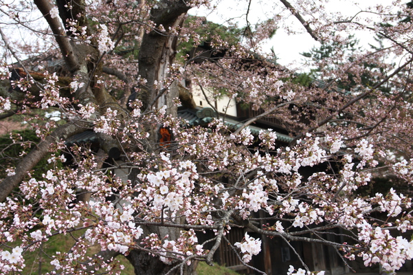 津軽・弘前城の城門と桜