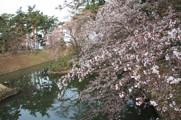 津軽・弘前城の桜と濠