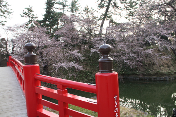 津軽・弘前城の「杉の大橋」と濠端の桜