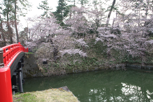 津軽・弘前城の「杉の大橋」と濠の桜