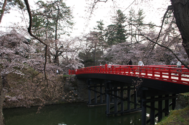 津軽・弘前城の「杉の大橋」と桜