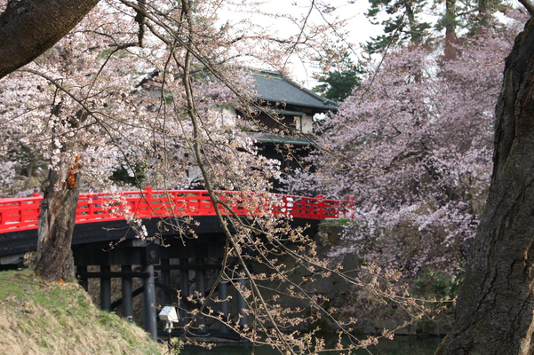 津軽・弘前城の桜と「杉の大橋」、「南内門」
