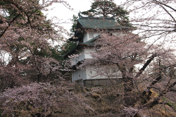 津軽・弘前城の「辰巳櫓」と桜