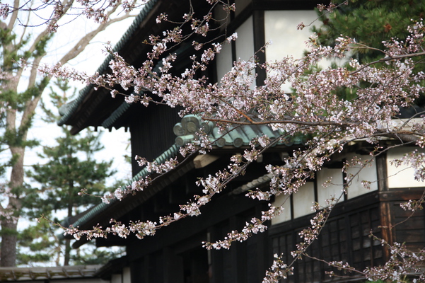 津軽・弘前城の「追手門」と桜
