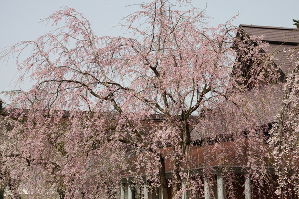 武家屋敷通りのシダレザクラ（枝垂れ桜）/癒し憩い画像データベース