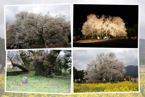 肥後「一心行の大桜」の春