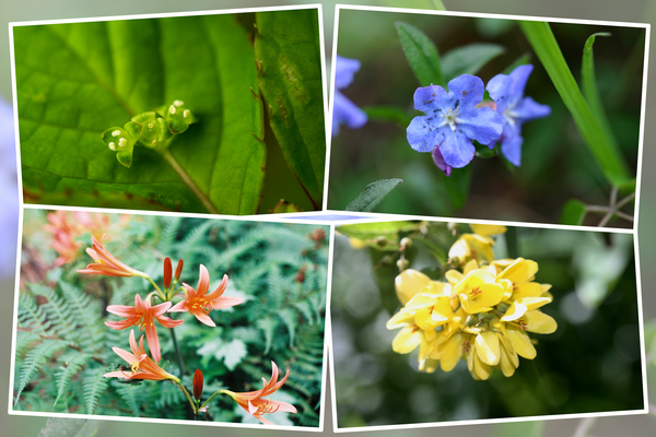 阿蘇野草園の「春と夏の花たち」/癒し憩い画像データベース