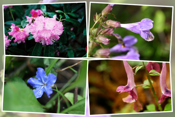 阿蘇野草園の「春の花たち」