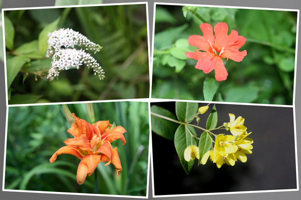阿蘇野草園の「夏の花たち（その１）」/癒し憩い画像データベース