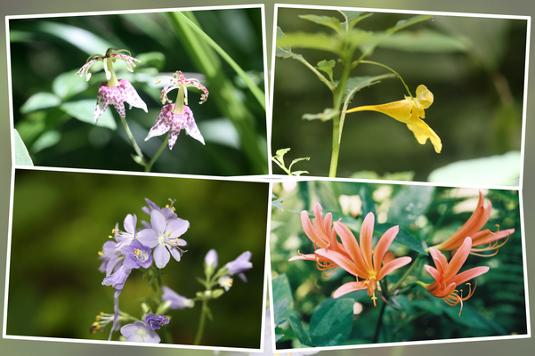 阿蘇野草園の「夏の花たち（その２）」/癒し憩い画像データベース