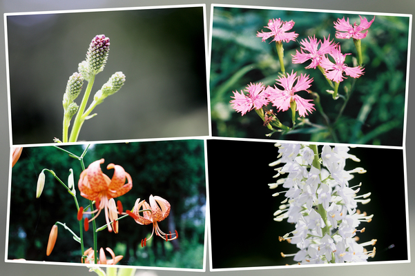 阿蘇野草園の「夏の花たち（その３）」/癒し憩い画像データベース