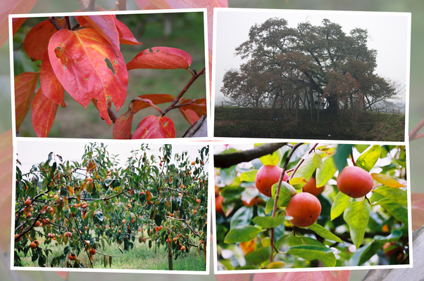 秋の耳納連山麓にある「浅井の一本桜」と「柿畑」