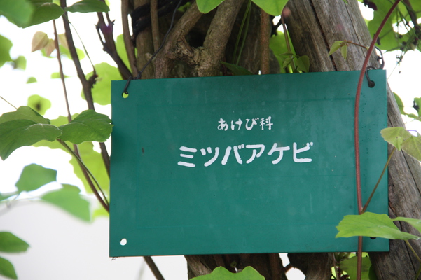 「野口英世博士」生家に植わるミツバアケビの木/癒し憩い画像データベース