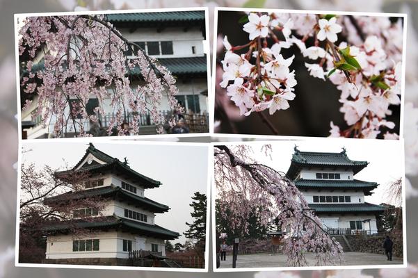弘前城の天守閣と枝垂桜