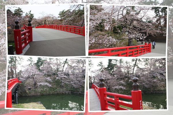 桜の弘前城と朱橋