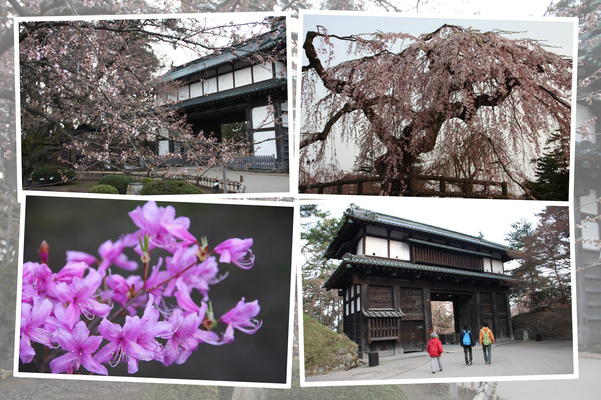 弘前城の城門・櫓と春の植物たち