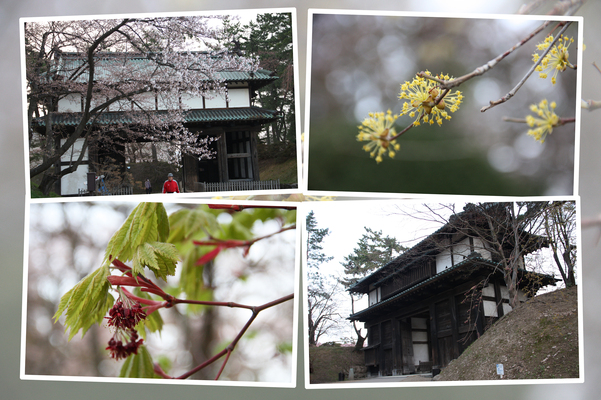 弘前城の城門と春の植物たち