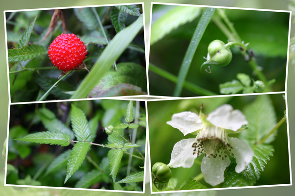 バライチゴ（薔薇苺）の四季/癒し憩い画像データベース