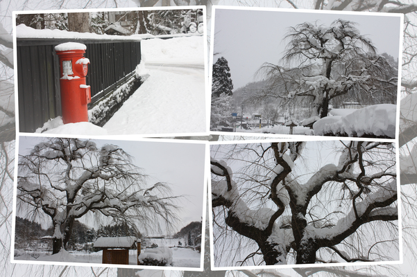 角館・武家屋敷通りの「１本の枝垂れ桜」の積雪/癒し憩い画像データベース
