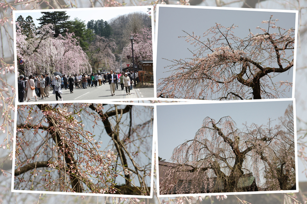 開花した角館・武家屋敷通りの「１本の枝垂れ桜」