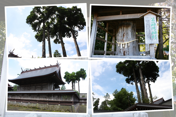 阿蘇神社の「杉の巨木」