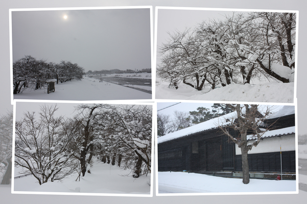 冬・積雪の角館「桧木内川桜並木」
