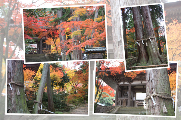 湖東・西明寺の「千年杉」と紅葉