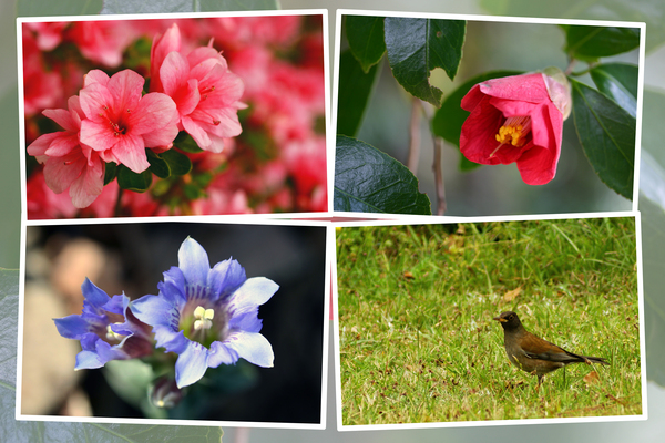 唐津「鏡山」の花と小動物たち