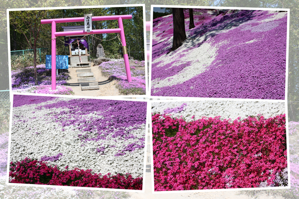 北海道・「東藻琴芝桜公園」の近景